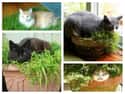 Kitty May Be a Better Gardener Than You Think on Random Things Cats Prefer Over Your Fancy Gifts