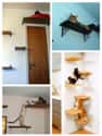 Create a Kitty Climbing Wall on Random Things Cats Prefer Over Your Fancy Gifts