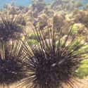 Sea Urchins on Random Geekiest Things Sent Into Space