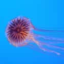 Jellyfish on Random Oldest Living Things On Earth