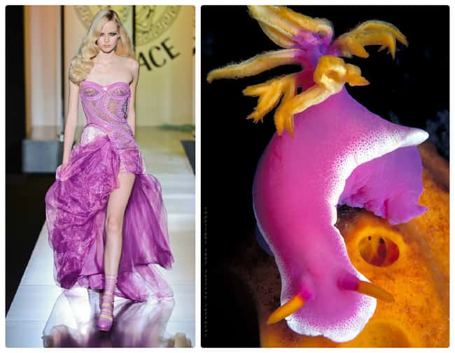 Cool Nudibranchs That Look Like High Fashion Dresses