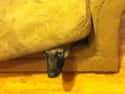 Stealth Tip: The Longer Your Nose, The Less The Peep Is  Recommended For You on Random Dogs Who Think They're Hiding