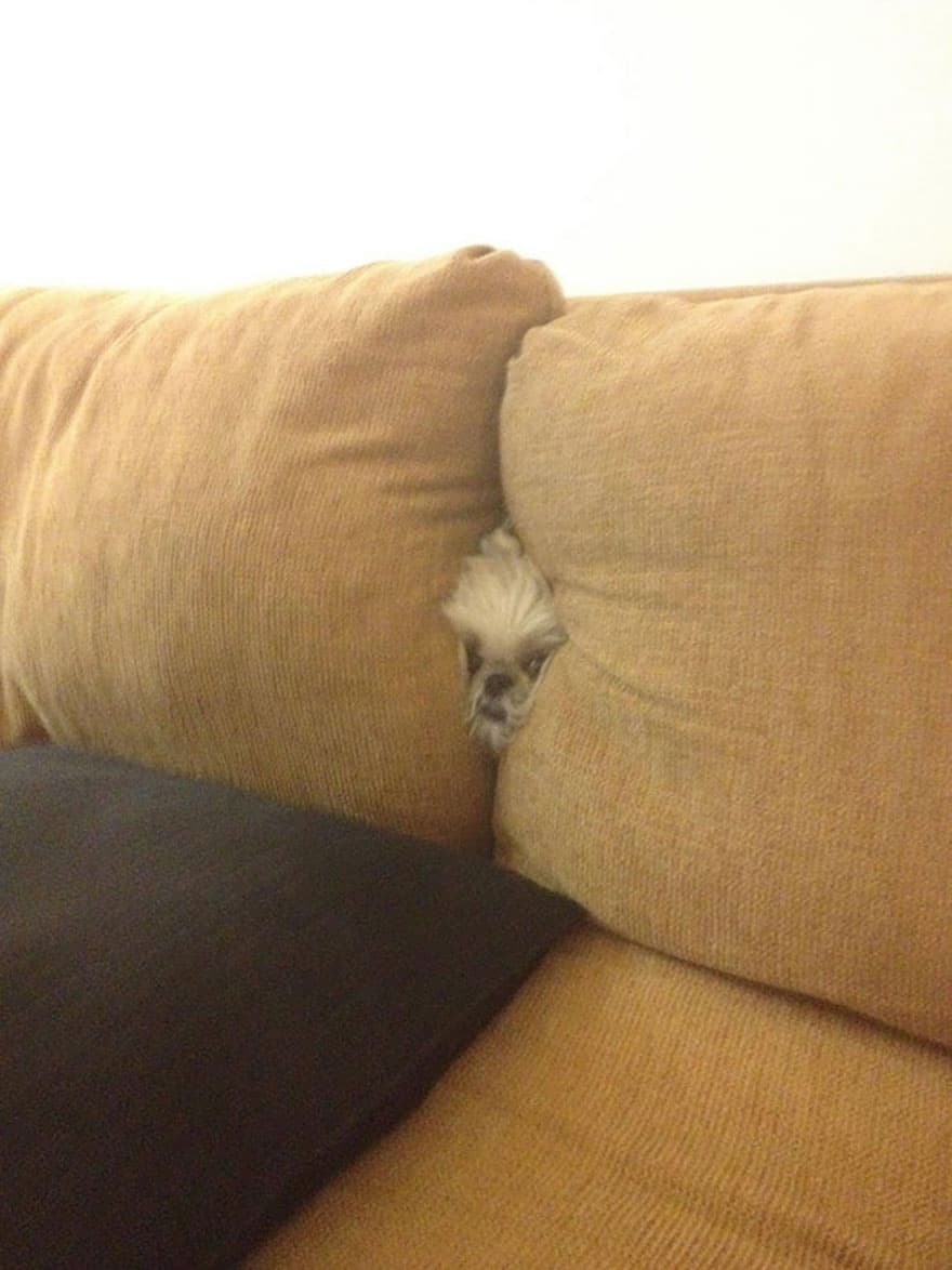Random Dogs Who Think They're Hiding