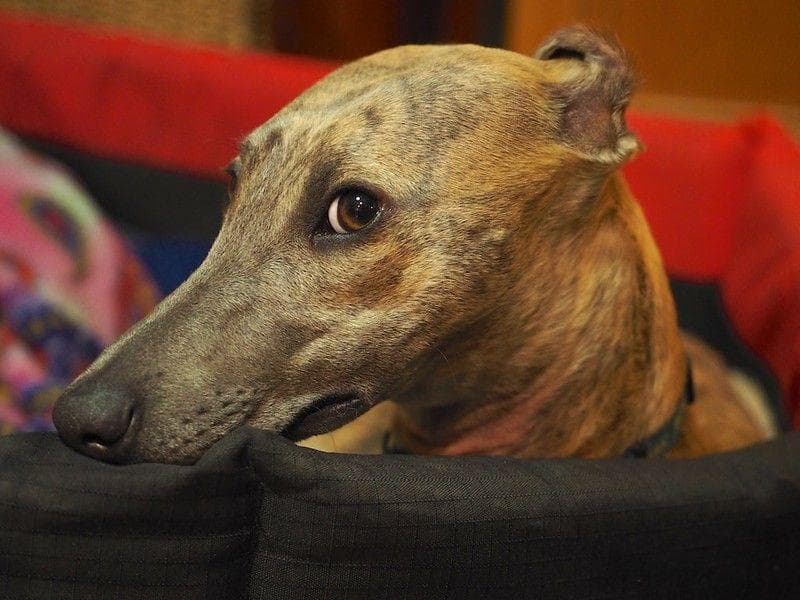 Random Dogs Going Through Some Serious Stuff | Best Random Tools