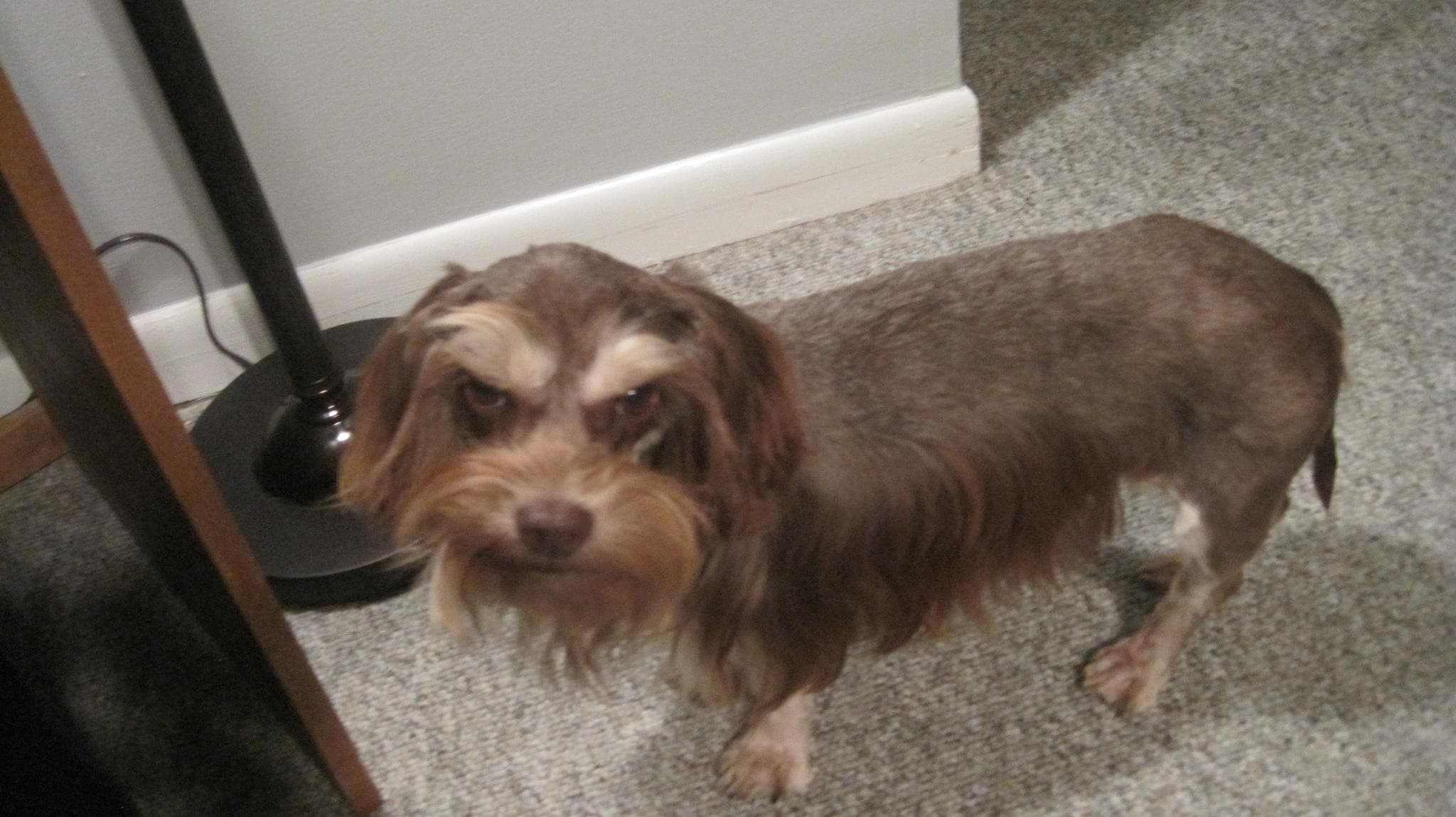 Incredibly Displeased At The M is listed (or ranked) 5 on the list Dogs Going Through Some Serious Stuff