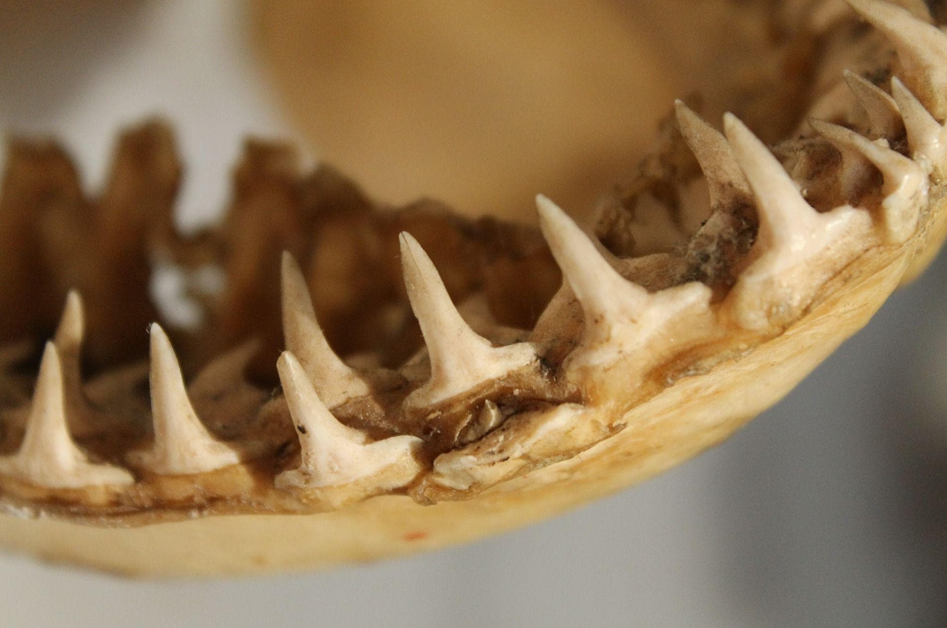 History of Shaving How People Used to Shave Without Razors