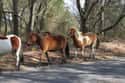 Live 8-Year-Old You's Dreams with a Visit to See the Chincoteague Ponies on Random Best Vacation Spots for Animal Lovers