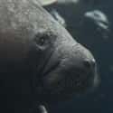 Make Friends with Manatees in Florida on Random Best Vacation Spots for Animal Lovers