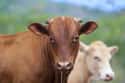 Make a Cow's Day at The Gentle Barn in Santa Clarita, CA on Random Best Vacation Spots for Animal Lovers