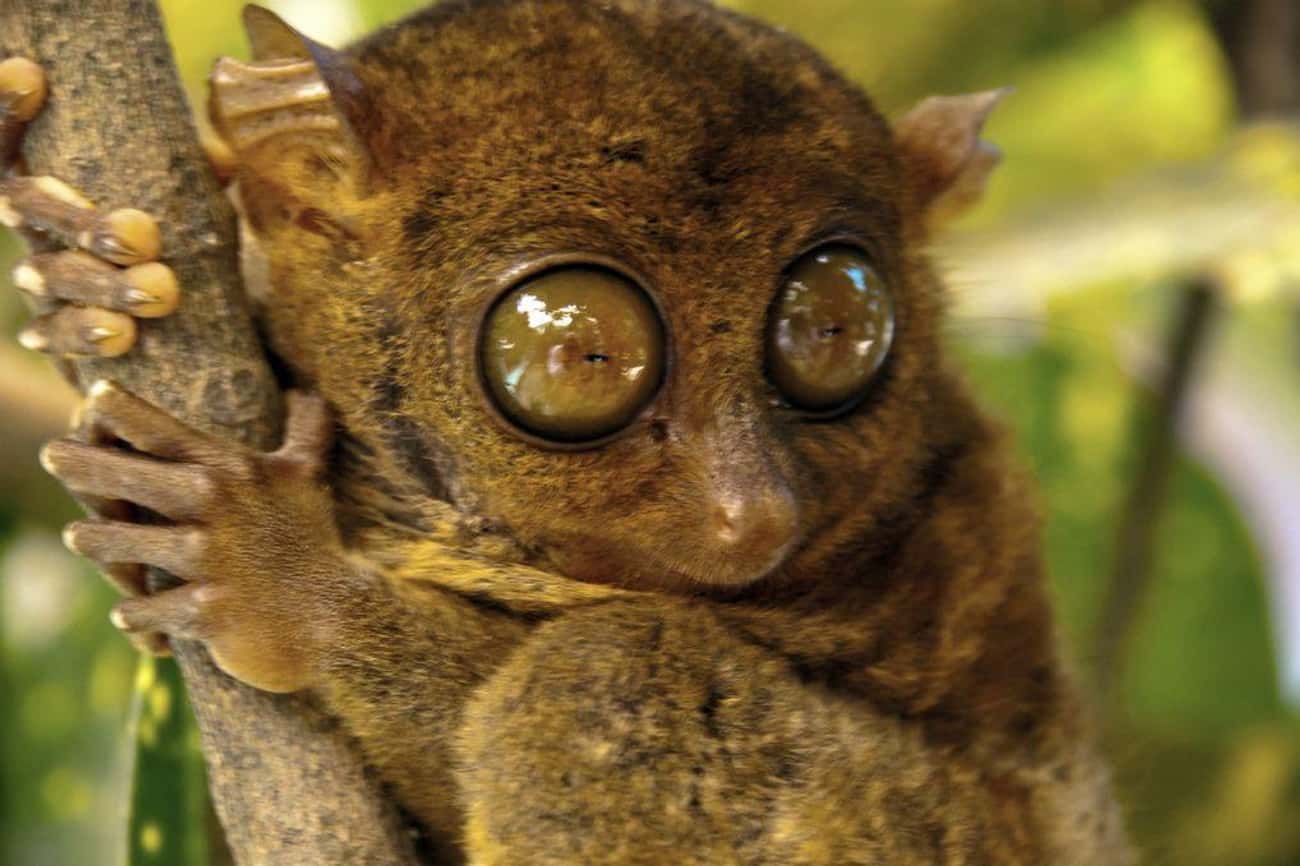 Meet This Adorable Creature Is at the Phillipine Tarsier and Wildlife Santuary