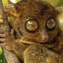 Meet This Adorable Creature Is at the Phillipine Tarsier and Wildlife Santuary on Random Best Vacation Spots for Animal Lovers