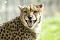 Chill with a Cheetah at South Africa's Cheetah Outreach on Random Best Vacation Spots for Animal Lovers