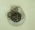 Neglecting to clean the hair out of the shower drain on Random Stupid Things Couples Fight About