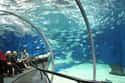 Shanghai Ocean Aquarium in China on Random Most Incredible Underwater Travel Sights