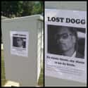 Missing Dogg, Answers to Snoop on Random Funniest Missing Posters