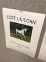 The Mysterious, Drug-Induced Unicorn on Random Funniest Missing Posters