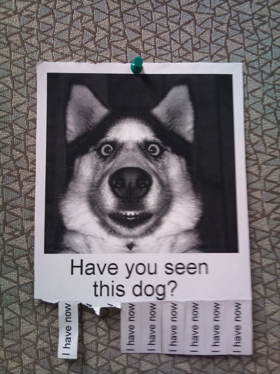 Random Funniest Missing Posters