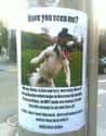 Probably Mauling Someone Right Now on Random Funniest Missing Posters