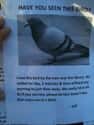 Distinguishing Features Include Feathers, Beak, And Wings on Random Funniest Missing Posters