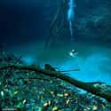 The Underwater River of Cenote Angelita on Random Most Incredible Underwater Travel Sights