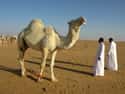 Saudi Arabia Imports Camels From Australia on Random Most Unbelievable True Facts