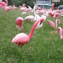There Are More Plastic Pink Flamingos Than Real Ones In The US on Random Most Unbelievable True Facts