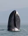 There Are Whales Alive Who Are Older Than The Book 'Moby Dick' on Random Most Unbelievable True Facts