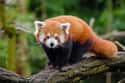 Red Pandas Could Be Related to Giant Pandas, Walruses, or Skunks on Random Weird Animal Facts That Will Make You Sad
