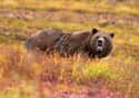 Grizzly Bears Can Smell Odors from 18 Miles Away on Random Weird Animal Facts That Will Make You Sad