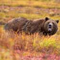 Grizzly Bears Can Smell Odors from 18 Miles Away on Random Weird Animal Facts That Will Make You Sad