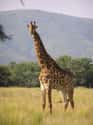 Giraffes Only Sleep 20-30 Minutes a Day In The Wild on Random Weird Animal Facts That Will Make You Sad