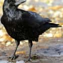 Crows Never Forget a Face on Random Weird Animal Facts That Will Make You Sad