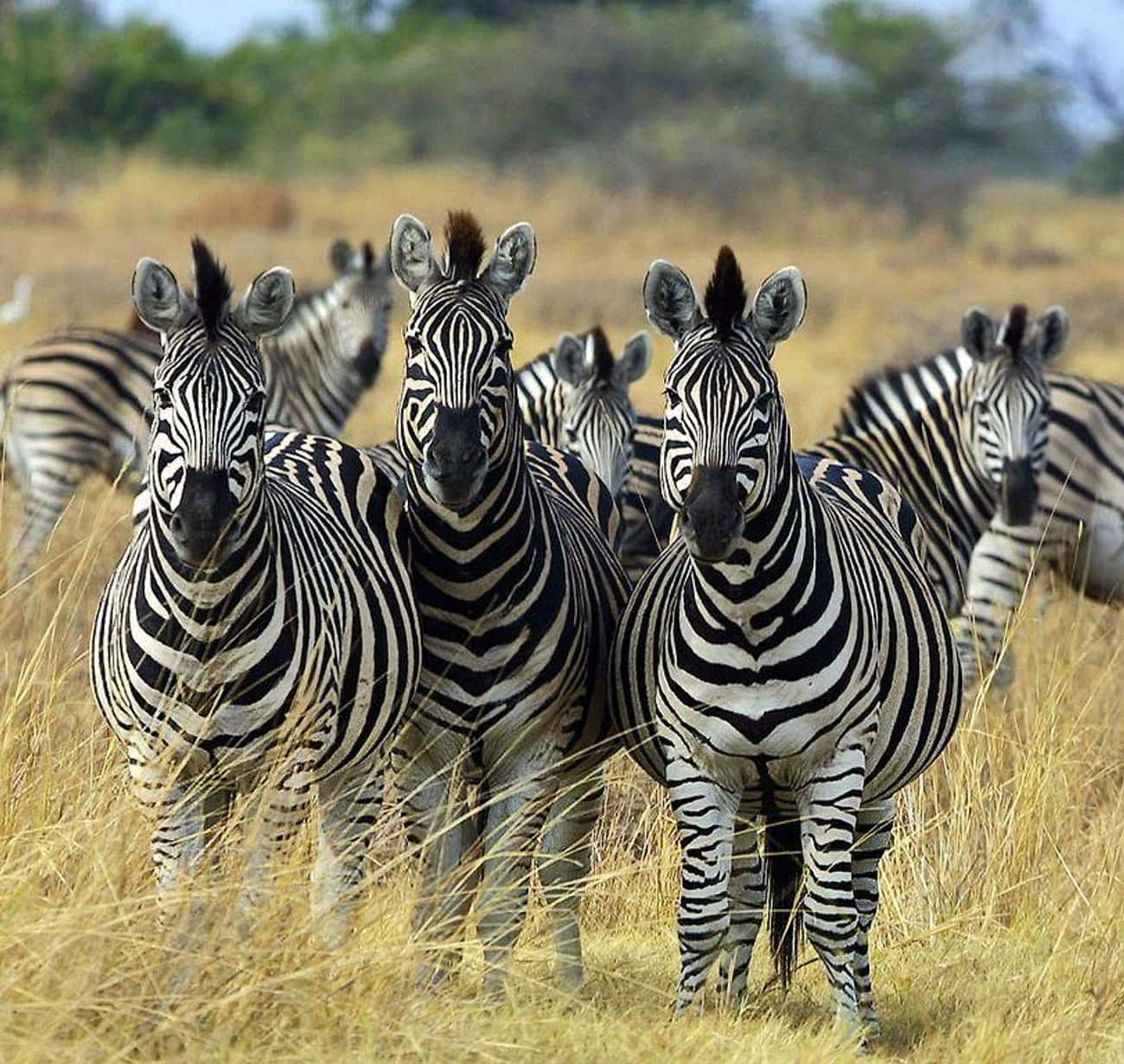 Zebras Can't Sleep Alone