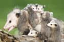 Mother Opossums Carry Their Babies On Their Backs on Random Weird Animal Facts That Will Make You Sad