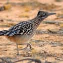 Roadrunners Cry to Clear Their Eyes of Salt on Random Weird Animal Facts That Will Make You Sad
