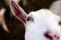 Goats Have Nearly 360 Degree Vision on Random Weird Animal Facts That Will Make You Sad