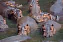 A Group of Hippos Is Called a Crash on Random Weird Animal Facts That Will Make You Sad
