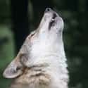 It's Grief, Not the Full Moon, That Causes Wolves to Howl on Random Weird Animal Facts That Will Make You Sad