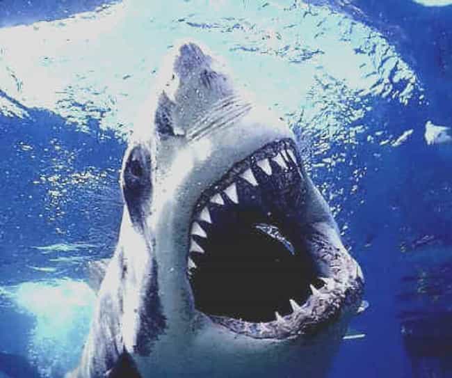 Shark Attack Facts and Myths | Information About Sharks
