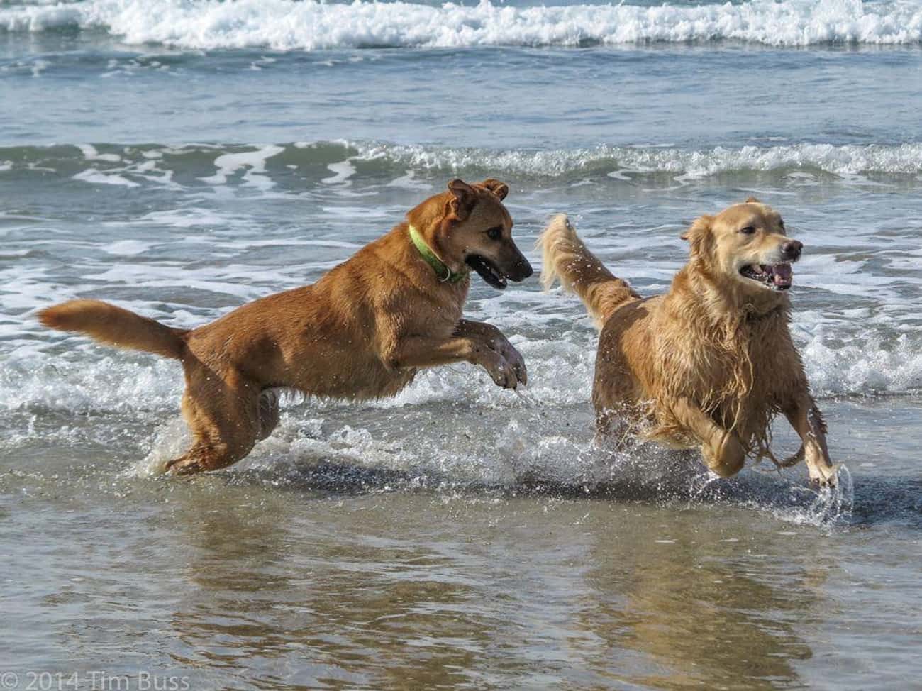 Dog Vacations | Vacation Spots for Dog Lovers