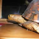 Tu'i Malila the Tortoise on Random Animals Who Lived Way Longer Than the Rest of Their Species
