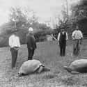 Jonathan the Seychelles Giant Tortoise on Random Animals Who Lived Way Longer Than the Rest of Their Species