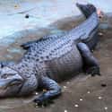 Muja the Alligator on Random Animals Who Lived Way Longer Than the Rest of Their Species