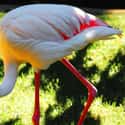 Greater the Flamingo on Random Animals Who Lived Way Longer Than the Rest of Their Species
