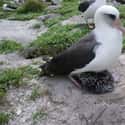 Wisdom the Albatross on Random Animals Who Lived Way Longer Than the Rest of Their Species