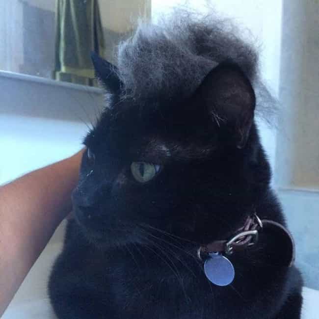 Cats Who Are Nailing Donald Trump's Hairstyle - Cool Dump