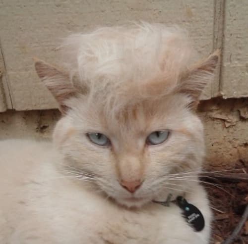 Мем: "мама я в дубае" Все шаблоны