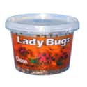 1,500 Lady Bugs (Just in Case) on Random Most WTF Things You Can Buy on Amazon
