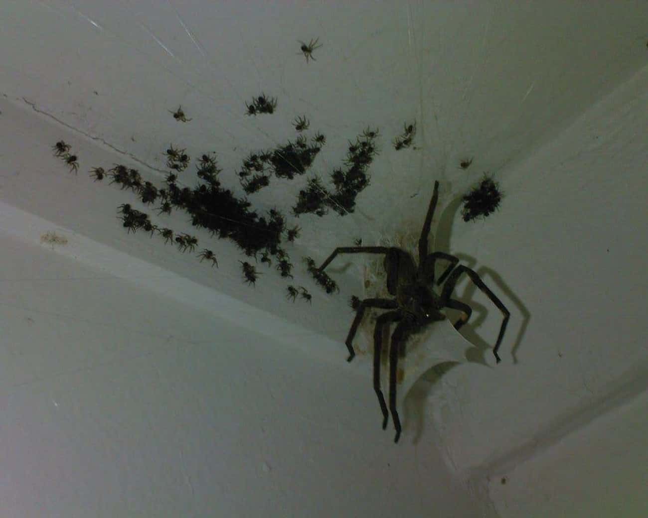 Живущий в квартире по другому. Тарантул сенокосец. Гнездо паука паучата. Пауки в доме. Паук на потолке.