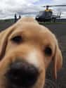 Helicopters Are Boring, Lookit Me on Random Greatest Animal Photobombs